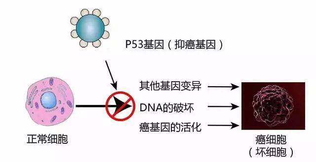 肺癌新药贝伐单抗_贝伐单抗脑水肿效果_贝伐珠单抗靶向是啥