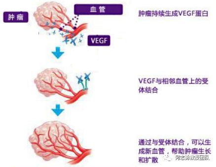 西妥昔单抗贝伐单抗_贝伐珠单抗注射液_单纯化疗和贝伐单抗的区别