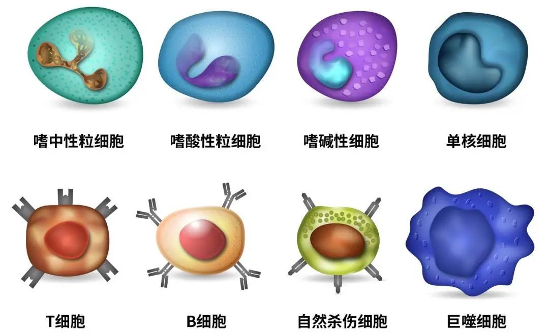 贝伐珠单抗靶向是啥_单纯化疗和贝伐单抗的区别_贝伐珠单抗