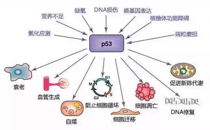 乙肝病毒耐药基因检测解读_结核耐药基因检测_吉非替尼耐药后基因检测未突变