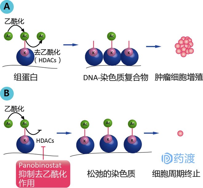 索拉非尼_索拉非尼片_索拉非尼免疫抑制活性