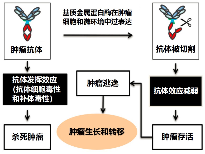 贝伐单抗肠癌突变型_贝伐单抗印度版_肺癌新药贝伐单抗