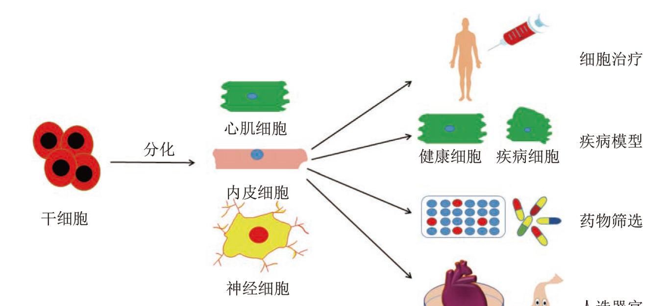 贝伐珠单抗导致咳血_贝伐珠单抗是化疗药吗_贝伐珠单抗不良反应