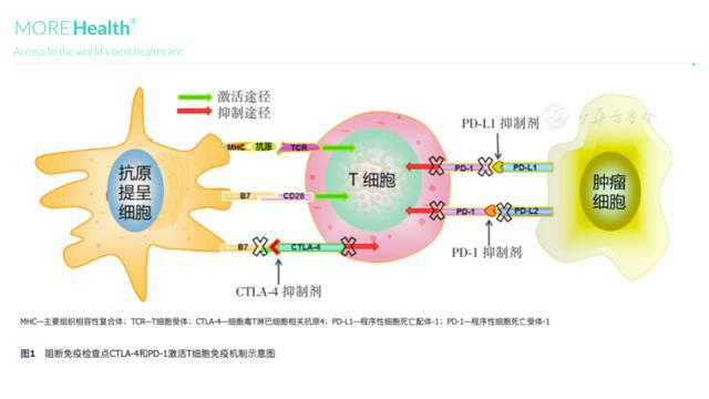 子宫内膜浆液腺癌术后复发怎么办_十二指肠乳头腺癌复发_肺腺癌晚期喝吉非替尼又复发