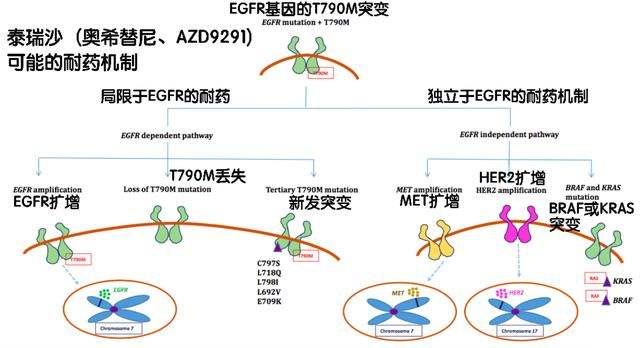 吃吉非替尼片耐药性_索拉非尼 耐药时间_尼福达可以吃4分之3片