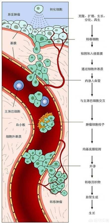 紫龙金片治肺癌好吗_盐酸替扎尼定片治啥病_吉非替尼片治肺癌