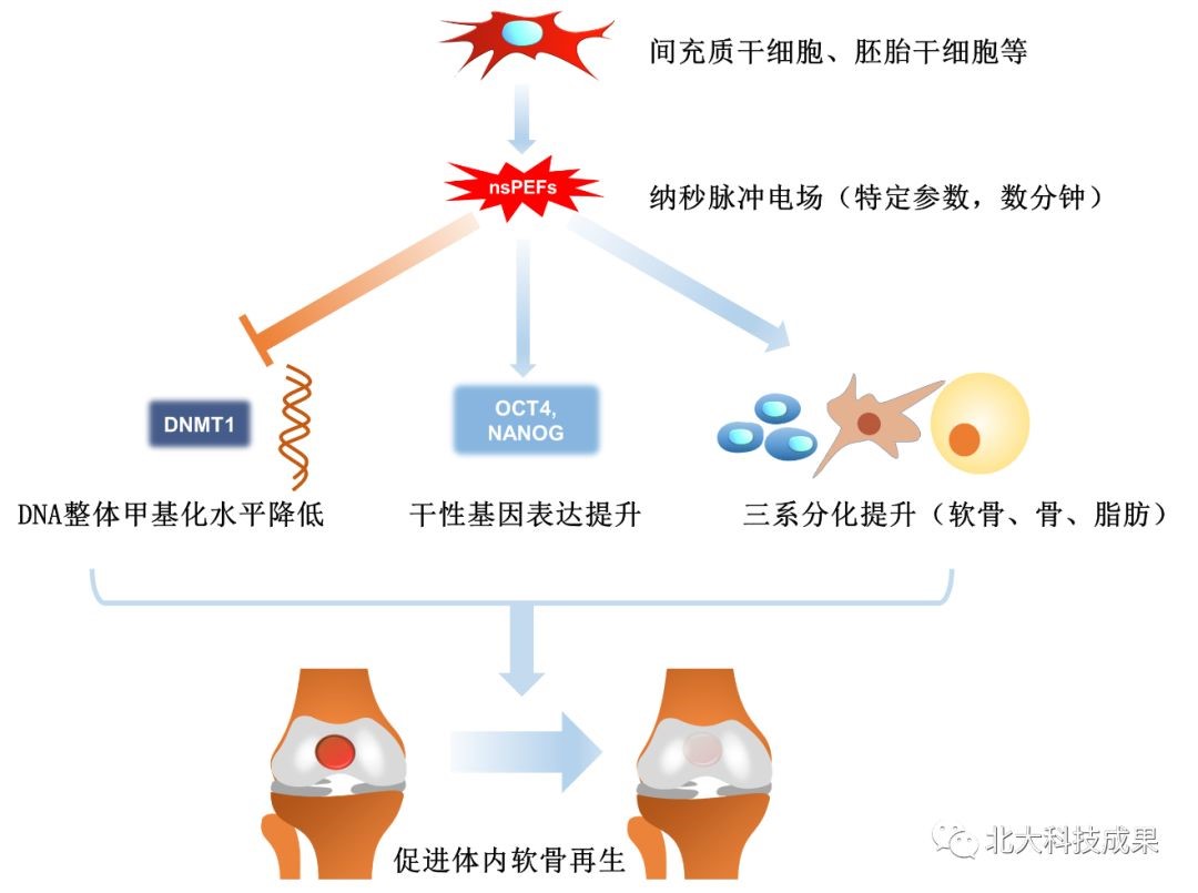 联合贝伐单抗化疗_贝伐珠单抗可以报销吗_贝伐珠单抗