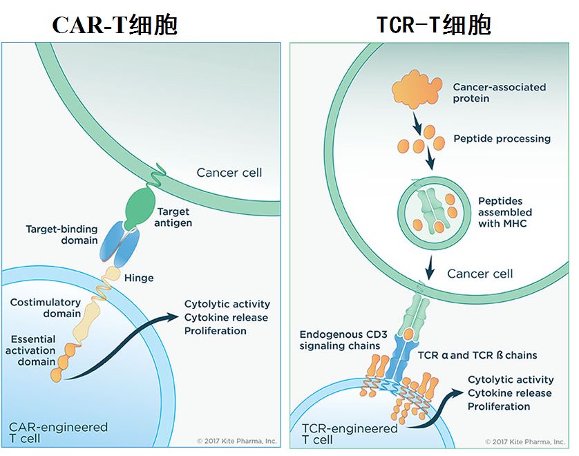 贝伐珠单抗可以报销吗_贝伐珠单抗_联合贝伐单抗化疗