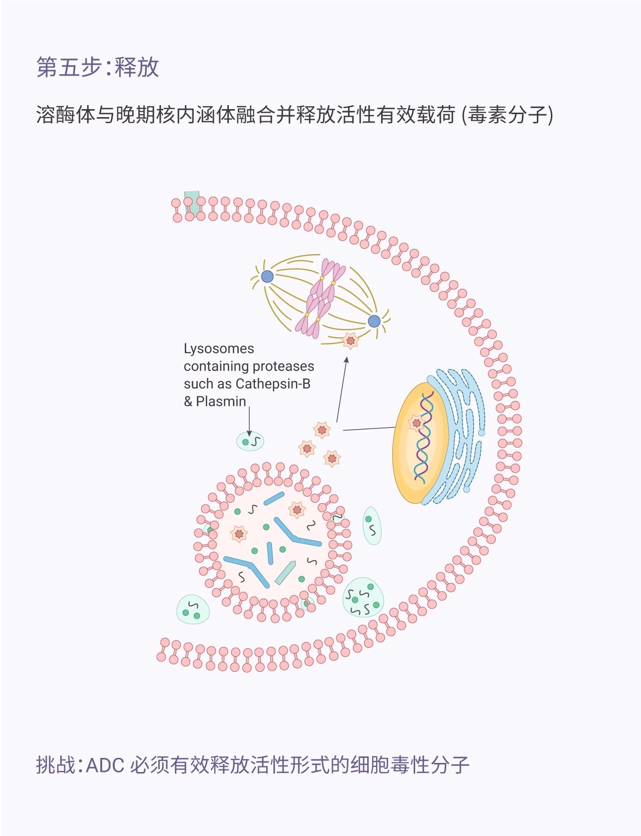 肾癌靶向药多吉美也叫索拉非尼_2017肾癌靶向药价格_多吉美对肾癌