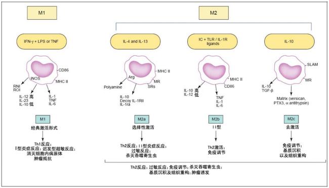 贝伐单抗会加速肿瘤生长吗_贝伐单抗耐药性_贝伐珠单抗多少钱一支