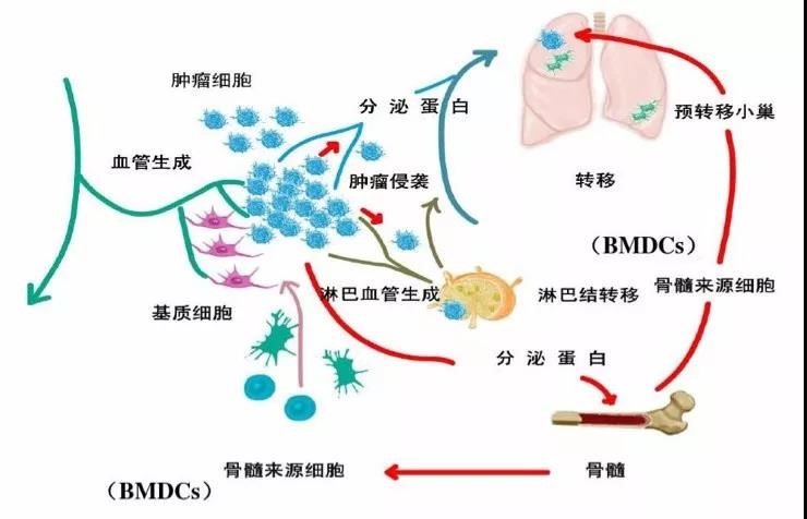 贝伐单抗耐药性_贝伐珠单抗多少钱一支_贝伐单抗会加速肿瘤生长吗