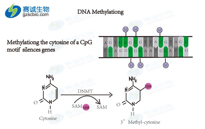 贝伐单抗用什么溶剂_贝伐珠单抗4个月后赠药_贝伐珠单抗多少钱一支