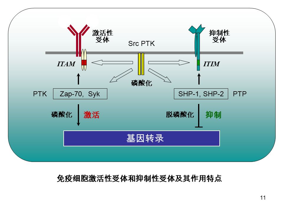 香港买奥希替尼多少钱_奥斯替尼和奥希替尼_奥希替尼是片剂吗