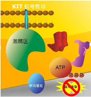 消肿片刺激胃吗_吉非替尼什么时间吃对胃无刺激_海马多鞭丸是否刺激胃