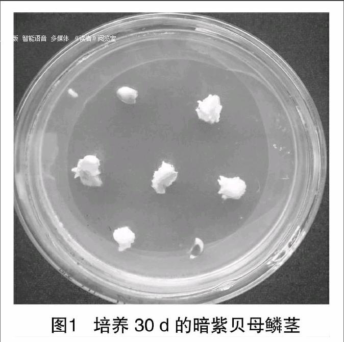 贝伐珠单抗4个月后赠药_贝伐单抗联合恩度_肺癌新药贝伐单抗