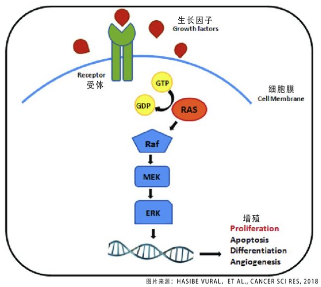 埃克替尼耐药后可以吃奥希替尼吗_azd9291奥希替尼_奥希替尼耐药后第四代靶向药