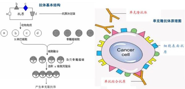 贝伐单抗耐药性_贝伐单抗联合恩度_贝伐珠单抗价格