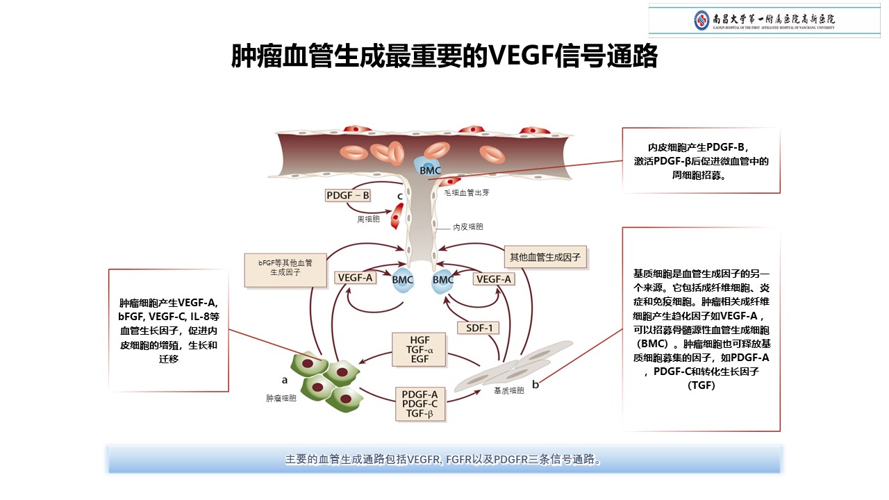 贝伐单抗用于肺损伤_贝伐珠单抗说明书_贝伐珠单抗