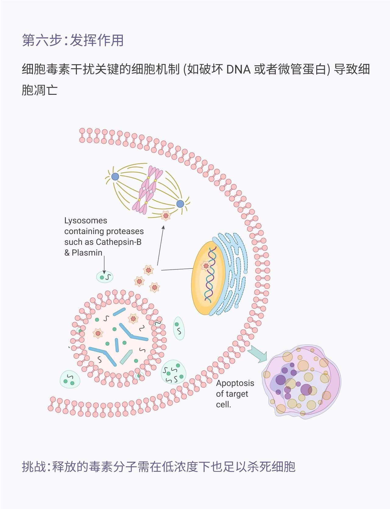 贝伐单抗要长期用吗_贝伐单抗肿瘤缩小要多久_贝伐珠单抗注射液