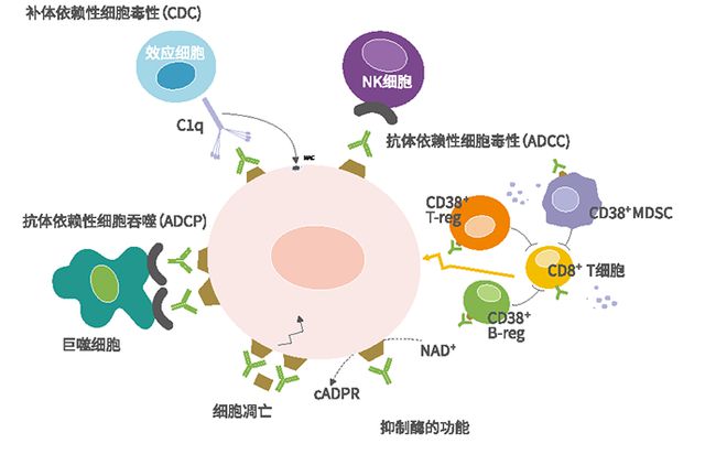 西妥昔单抗贝伐单抗_贝伐单抗和贝伐珠单抗_复星汉霖贝伐单抗