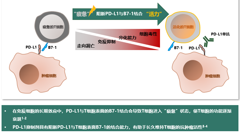 肾不好能吃易瑞沙吉非替尼片_喝酒以后可以吃鹿鞭三肾片吗_哪里能买到华佗肾金片