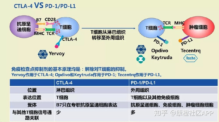 卵巢癌适合用贝伐珠单抗_贝伐单抗和贝伐珠单抗_贝伐珠单抗可以报销吗