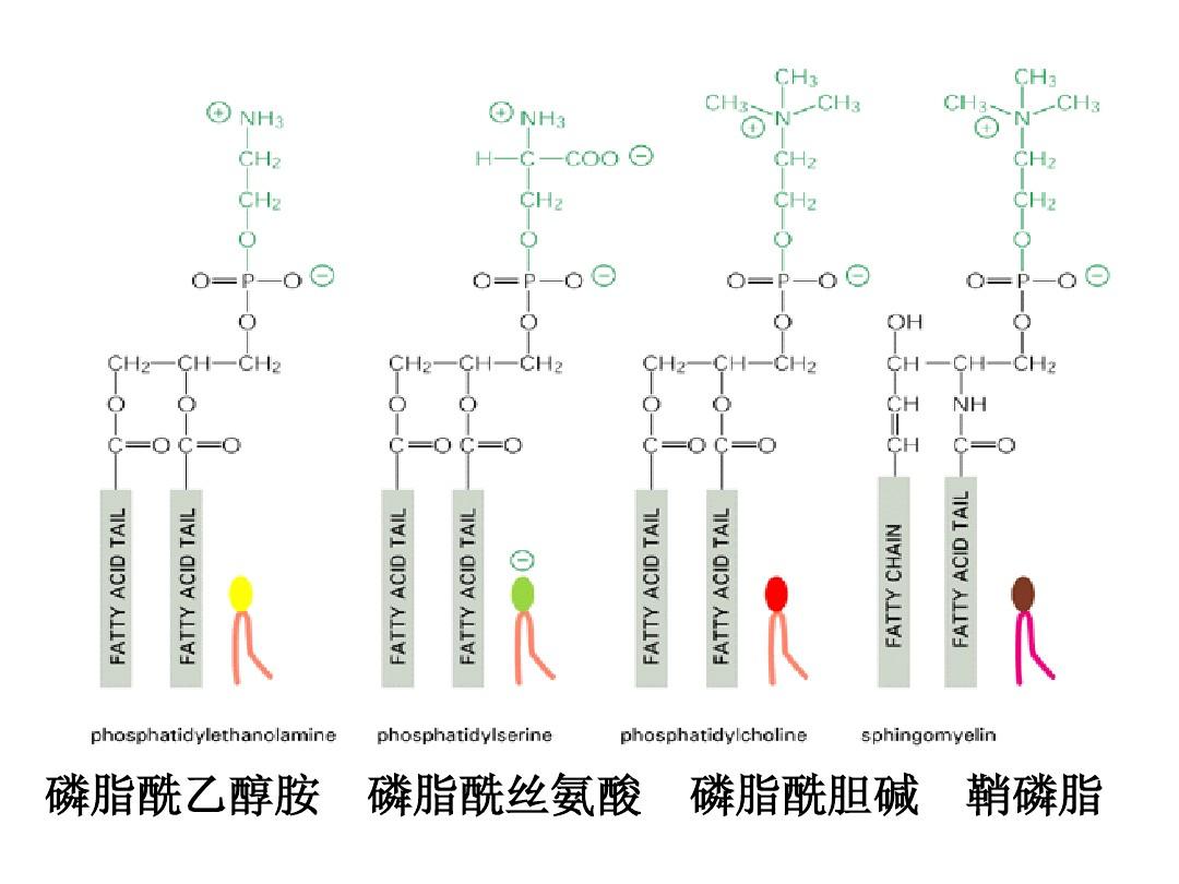 吉非替尼药物作用机制_抗过敏药物按作用机制分类_抗氧化类药物机制