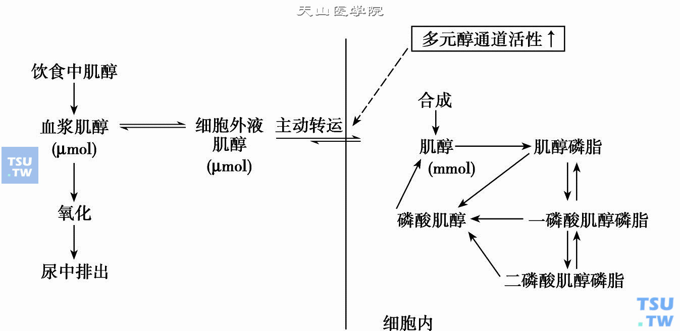 抗过敏药物按作用机制分类_吉非替尼药物作用机制_抗氧化类药物机制