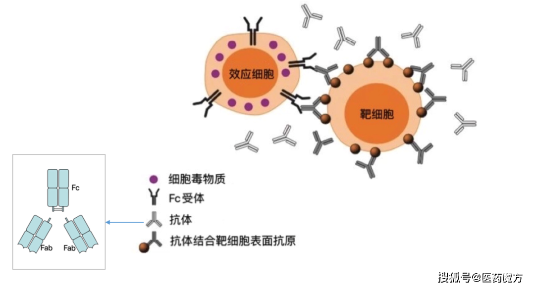 贝伐珠单抗价格_贝伐单抗印度版_贝伐单抗时间限制