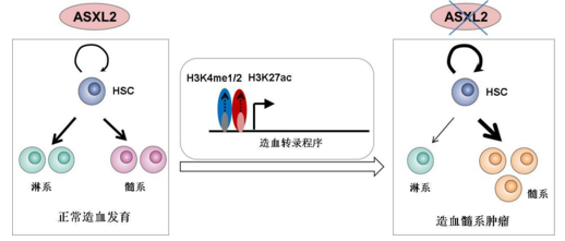 奥斯替尼和奥希替尼_azd 9291 奥希替尼_奥希替尼适合人群