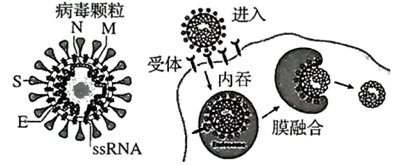 肺鳞癌阿法替尼和吉非替尼_肺腺癌和肺鳞癌的区别_腺鳞癌肺