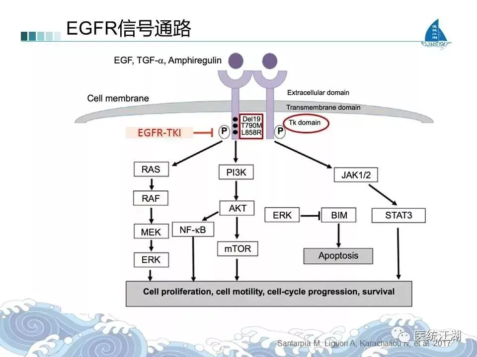 azd 9291 奥希替尼_肺癌手术后吃奥希替尼_肺癌脑转移吃克唑替尼