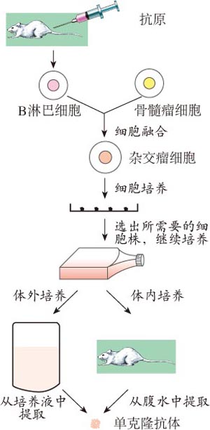 贝伐珠单抗的月均治疗费用_贝伐珠单抗是化疗吗_贝伐珠单抗