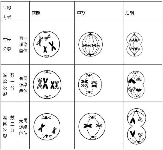 贝伐单抗联合化疗方案_尼妥珠单抗联合化疗_贝伐珠单抗注射液