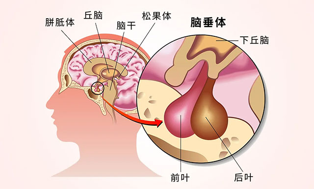 贝伐珠单抗治疗肺腺癌_贝伐珠单抗价格_贝伐单抗治疗脑胶质瘤癌症