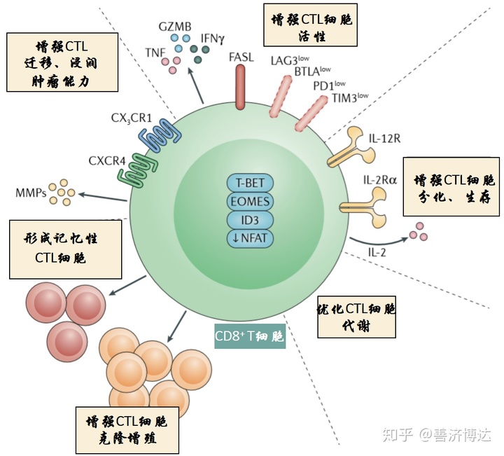 贝伐单抗治疗脑胶质瘤癌症_贝伐珠单抗是化疗药吗_贝伐单抗-阿瓦斯汀大陆卖多少钱?