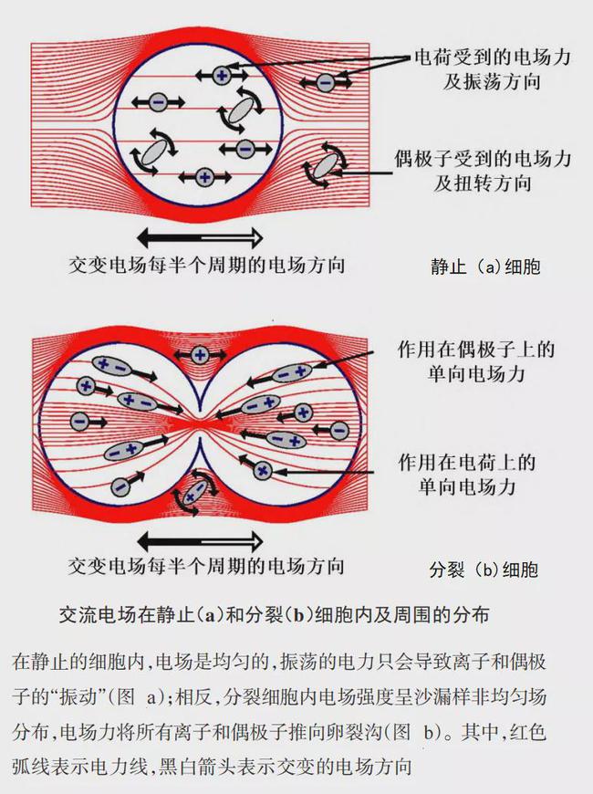 贝伐单抗治疗脑胶质瘤癌症_贝伐珠单抗是化疗药吗_贝伐珠单抗注射液