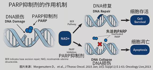 癌症靶向药吉非替尼_史上最全癌症靶向药_印度癌症靶向药 2017