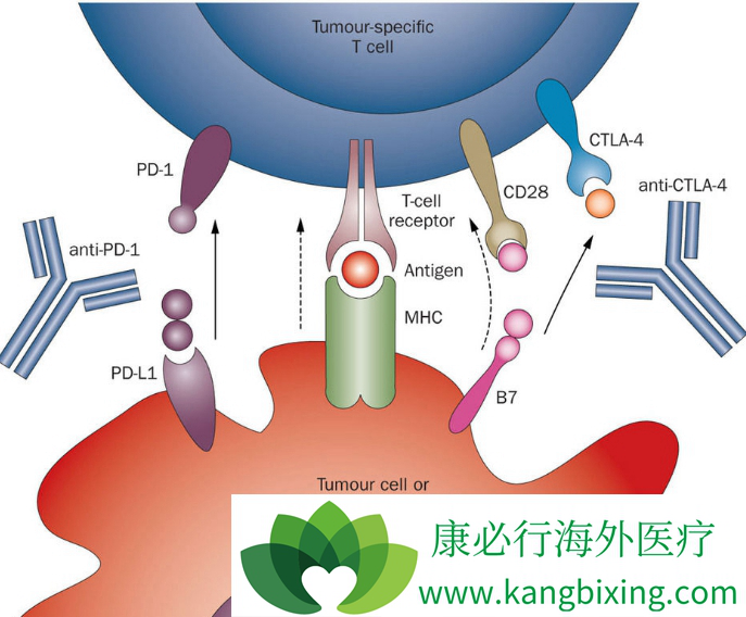 贝伐珠单抗是靶向药吗_肺癌新药贝伐单抗_贝伐单抗免疫还是靶向