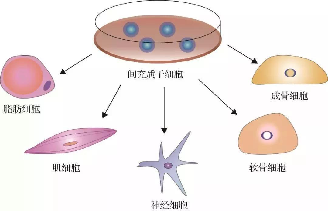 pd1联合贝伐单抗治疗肺瞵癌_贝伐单抗耐药性_贝伐单抗和贝伐珠单抗