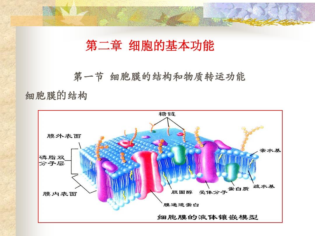 卵巢癌贝伐珠单抗医保能报吗_贝伐单抗 医保_贝伐单抗和贝伐珠单抗