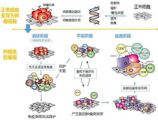 奥希替尼一个月耐药_奥斯替尼和奥希替尼_奥希替尼印度版白盒