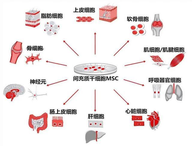 索拉非尼远期_索拉非尼也能治疗白血病吗_索拉非尼 舒尼替尼