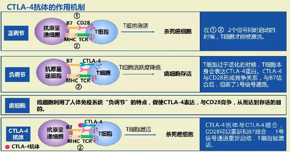 贝伐珠单抗4个月后赠药_胶质瘤与贝伐单抗_贝伐单抗耐药性