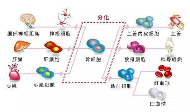 贝伐珠单抗价格_贝伐单抗赠药骗局_贝伐珠单抗可以加k药