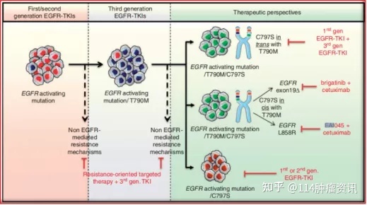 阿法替尼肺鳞癌_奥希替尼治疗肺鳞癌有效吗_肺鳞癌可以靶向治疗吗