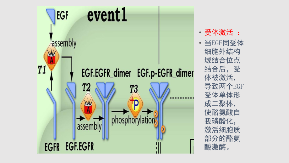 肺癌吃奥希替尼耐药_奥希替尼印度版白盒_中国版奥希替尼