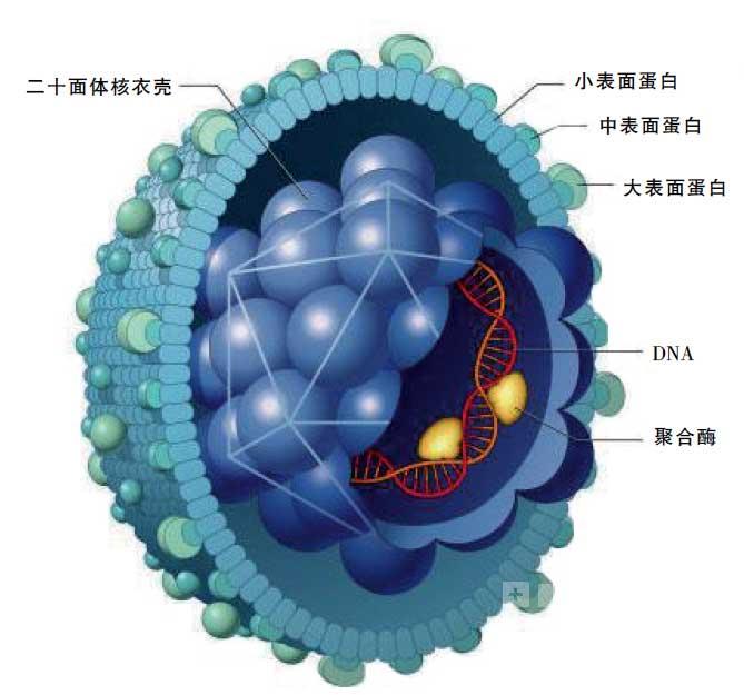 索拉非尼耐药细胞_索拉非尼 舒尼替尼_白血病细胞多药耐药