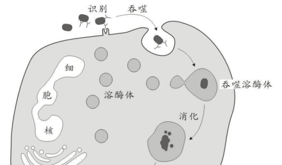 贝伐单抗用多久会耐药_贝伐单抗多久有耐药性_贝伐单抗化疗卵巢癌一次用几支