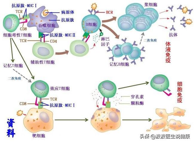 贝伐单抗用多久会耐药_贝伐单抗化疗卵巢癌一次用几支_贝伐单抗多久有耐药性